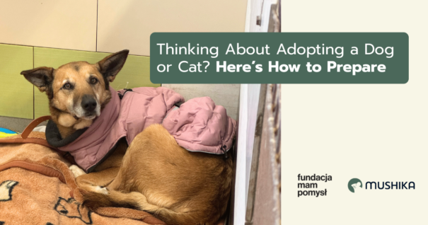 Thinking About Adoption Dog or a Cat? Here's How to Prepare