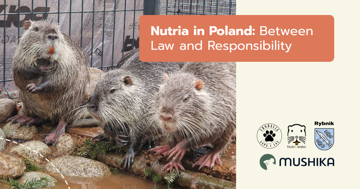 Nutria in Poland: Between Law and Responsibility