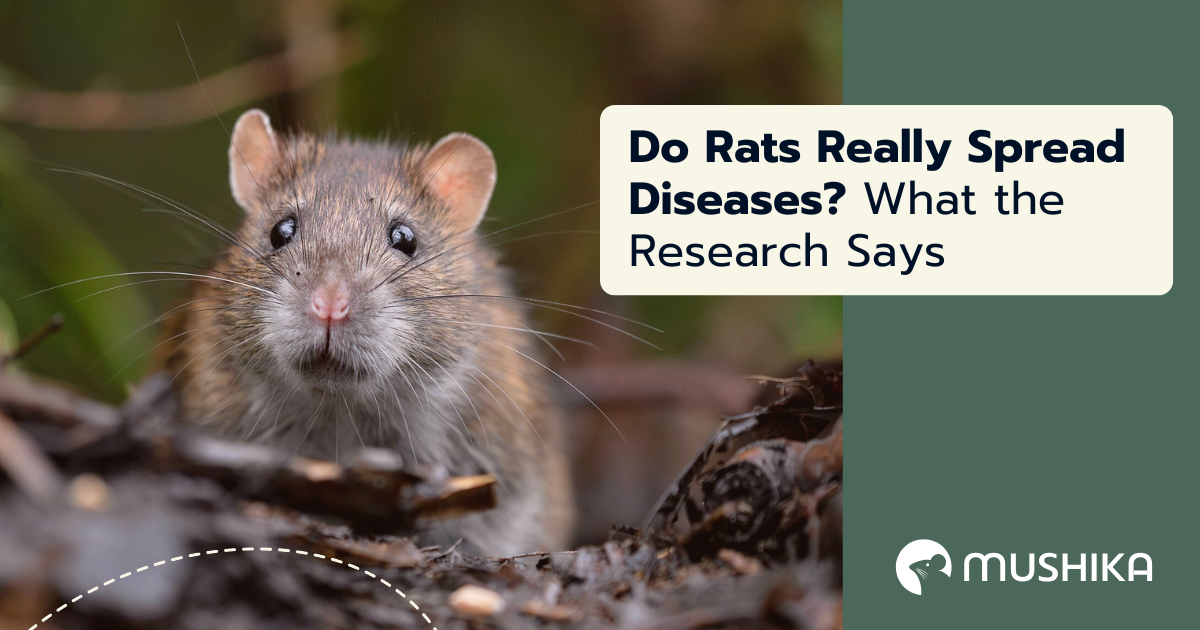 Do rats really spread diseases? What the research saysy