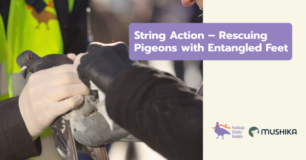 String Action – Rescuing Pigeons with Entangled Feet