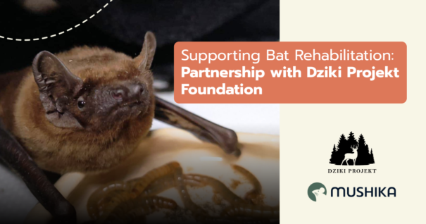 Supporting Bat Rehabilitation: Partnership with Dziki Projekt Foundation