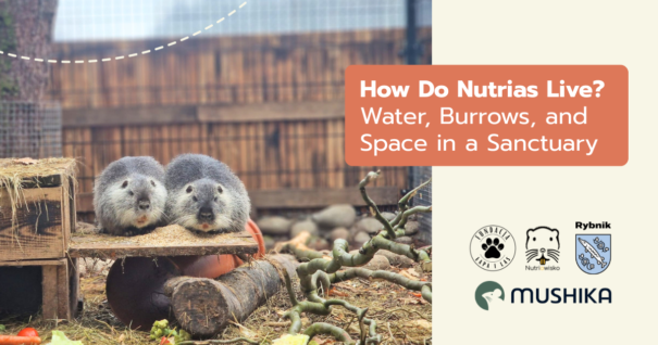 How Do Nutrias Live? Water, Burrows, and Space in a Sanctuary