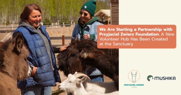 We Are Starting a Partnership with Fundacja Przyjaciel Zwierz. A New Volunteer Hub Has Been Created at the Sanctuary
